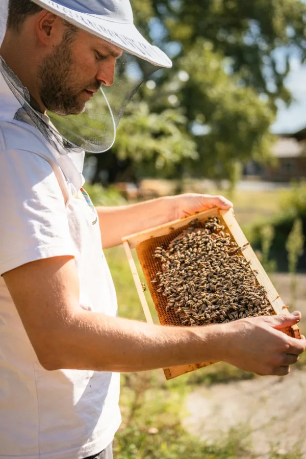David inspecting a frame from a hive
