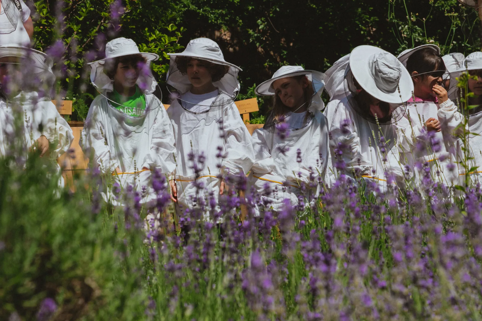 Children in white beekeeping suits standing among the flowering lavender in the garden
