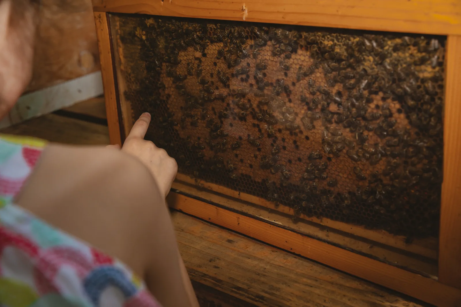 A girl pointing at the bees behind the glass of the observation hive