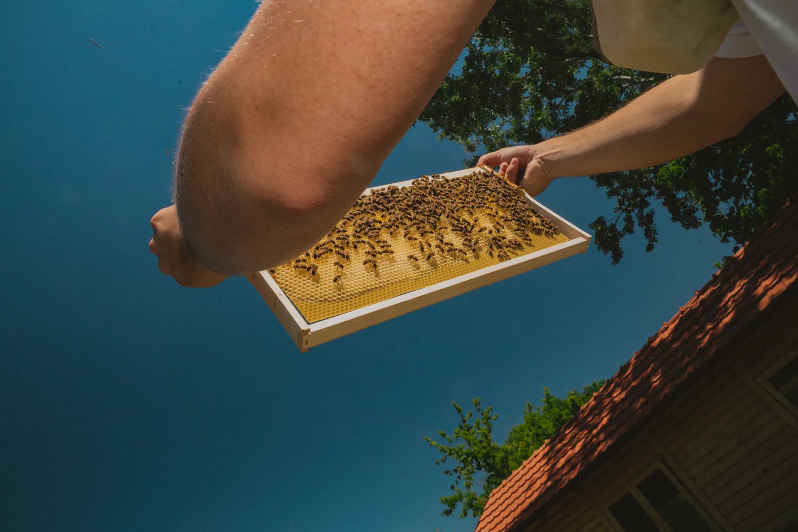 A beekeeper holding a frame of bees overhead, shot from below against the blue sky